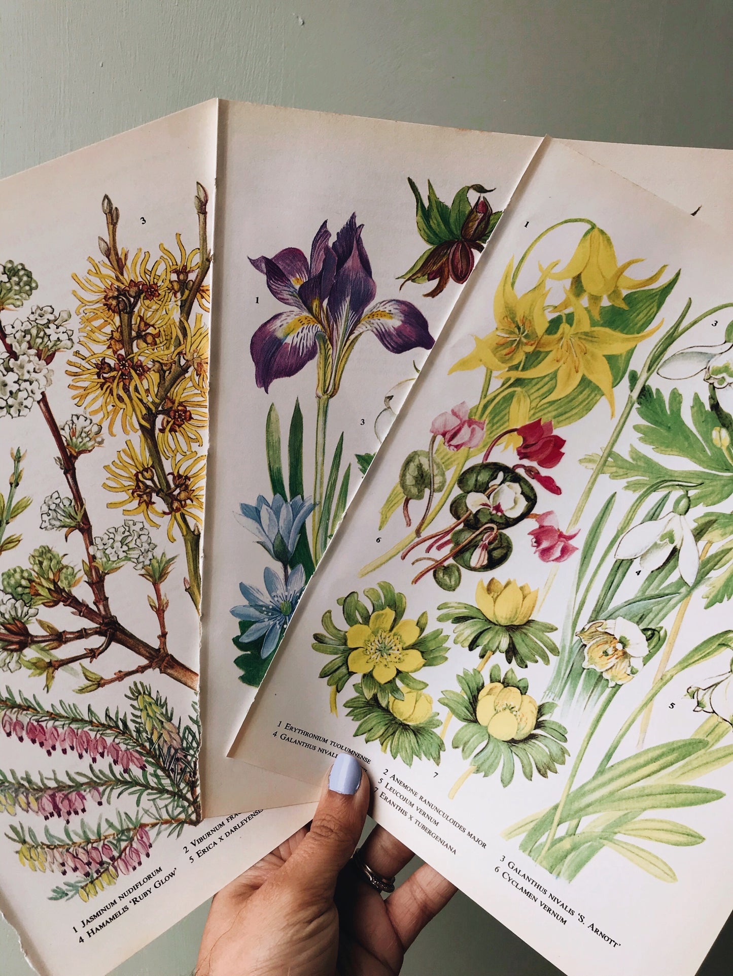 Vintage 1960s Oxford Garden Floral Bookplates - Stone & Sage