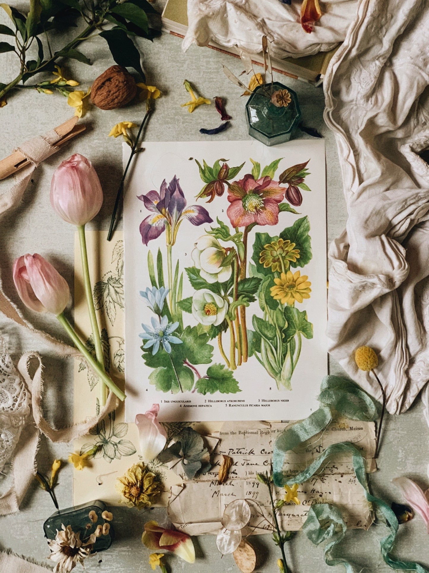 Vintage 1960’s Hellebourus Bookplate