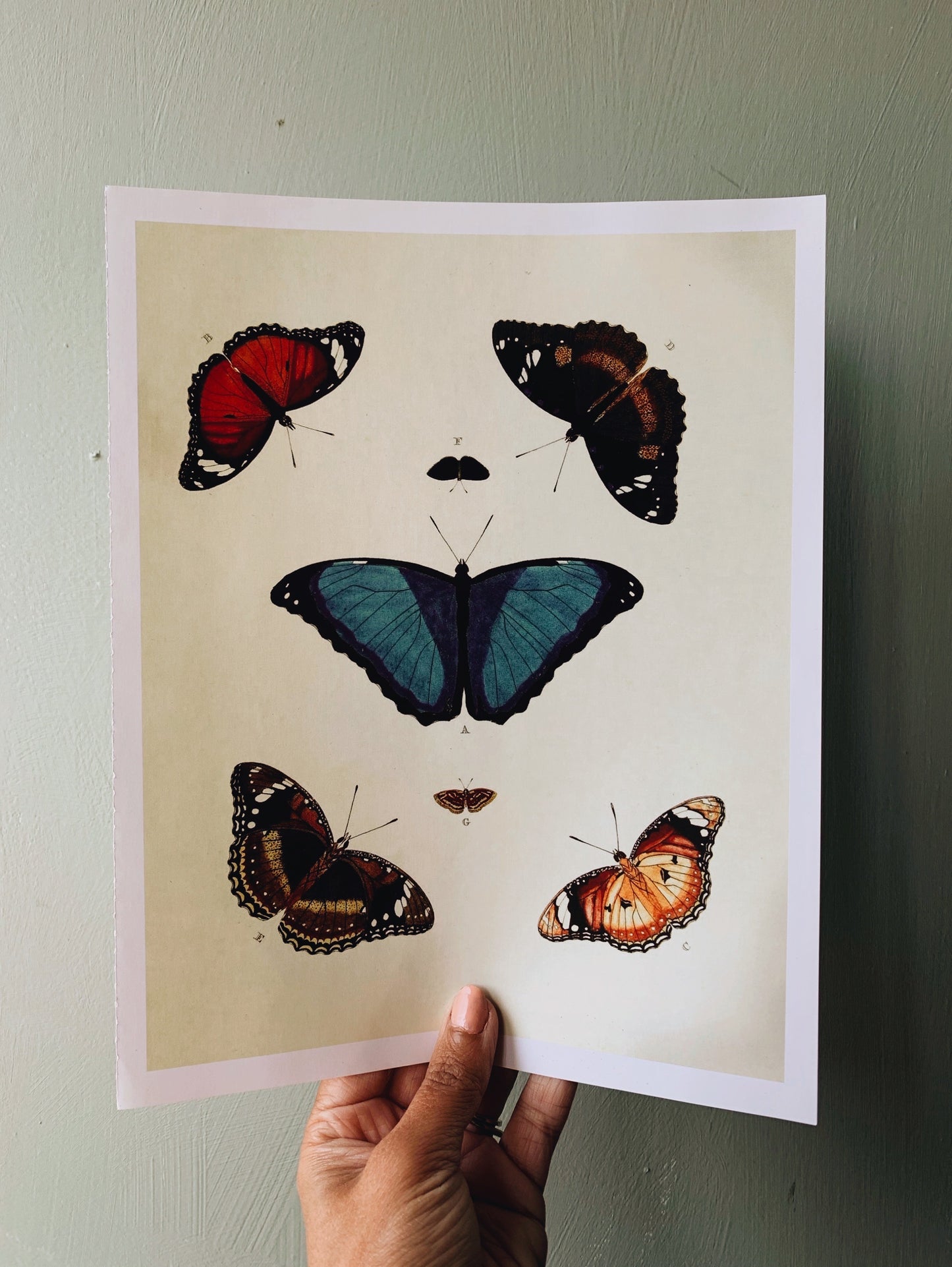 Vintage Style Butterfly Print