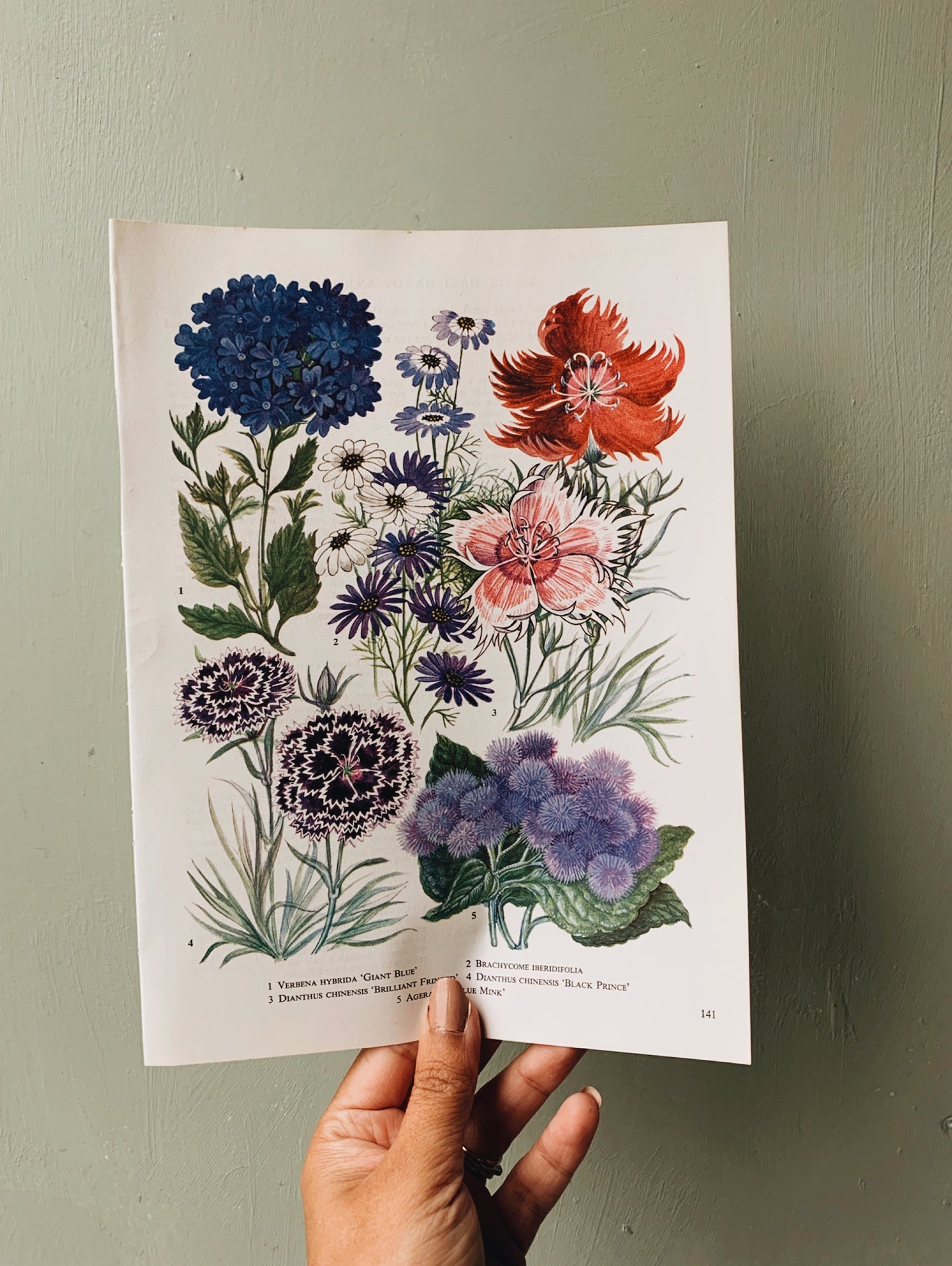 Two Vintage 1969’s Floral Bookplates ~ Giant Blue & Bridget Bloom