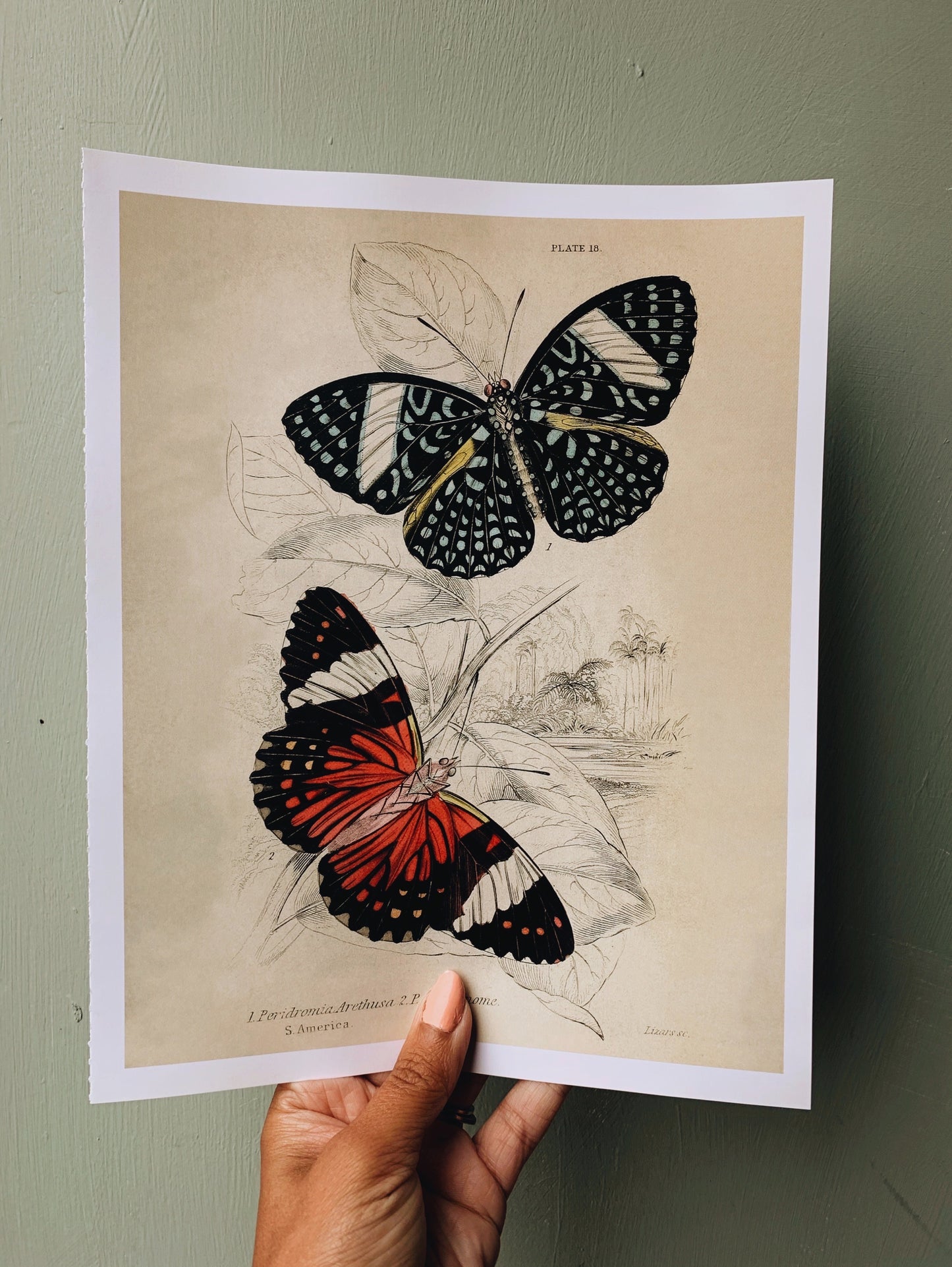 Vintage Style Butterfly Print