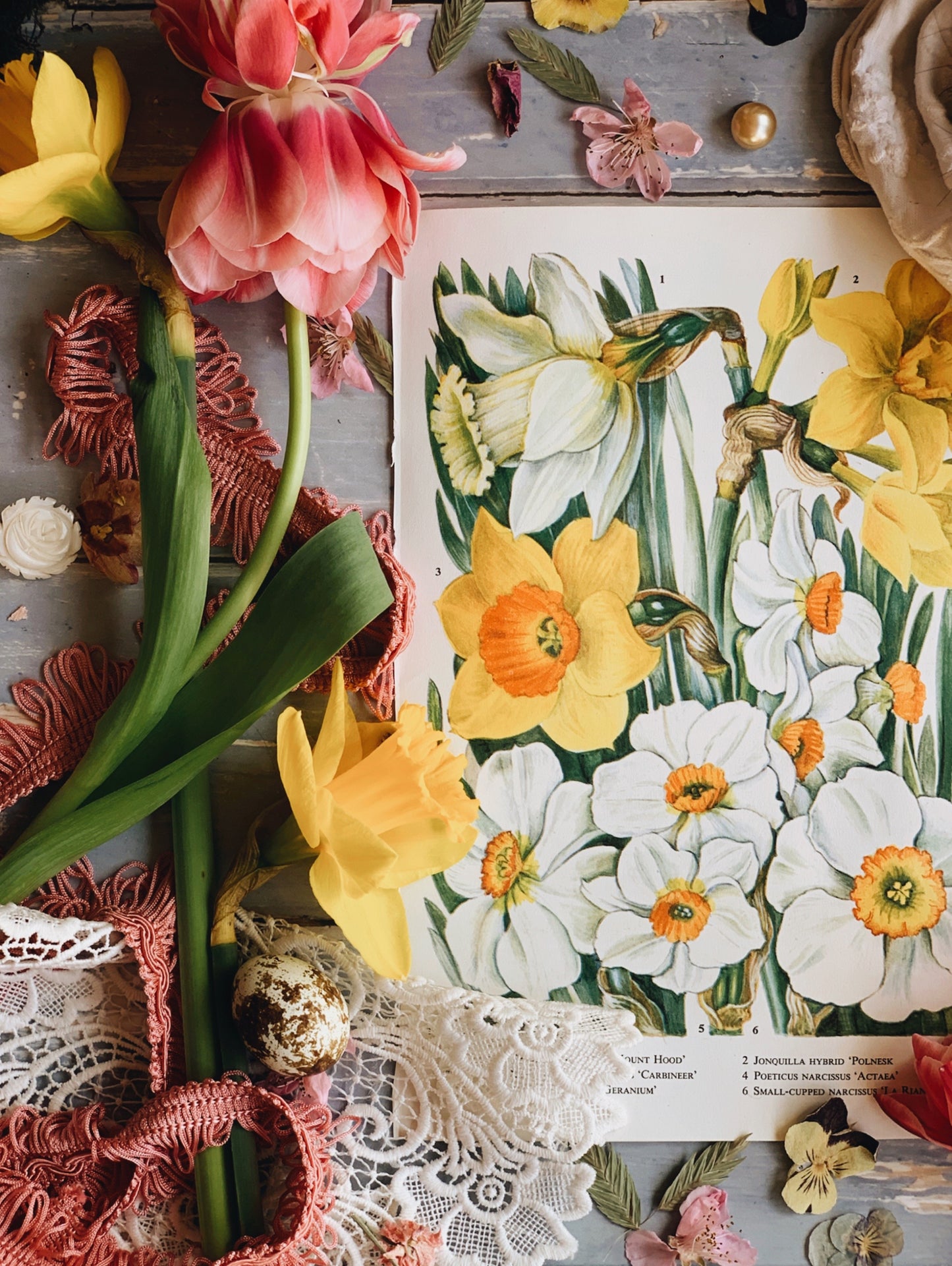 Vintage 1960’s Daffodil Bookplate