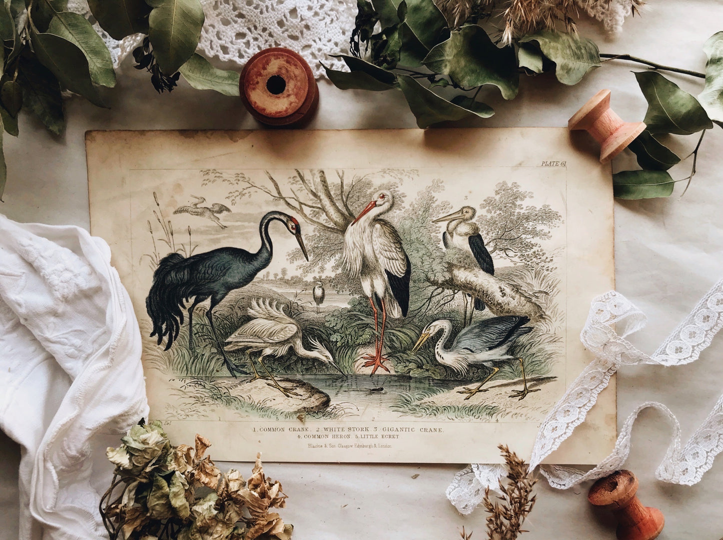 Vintage 18th Century Stork & Crane Bookplate - Stone & Sage