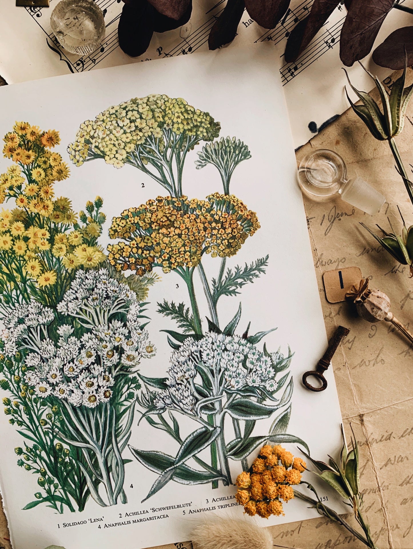 Vintage 1960’s Achillea Bookplate