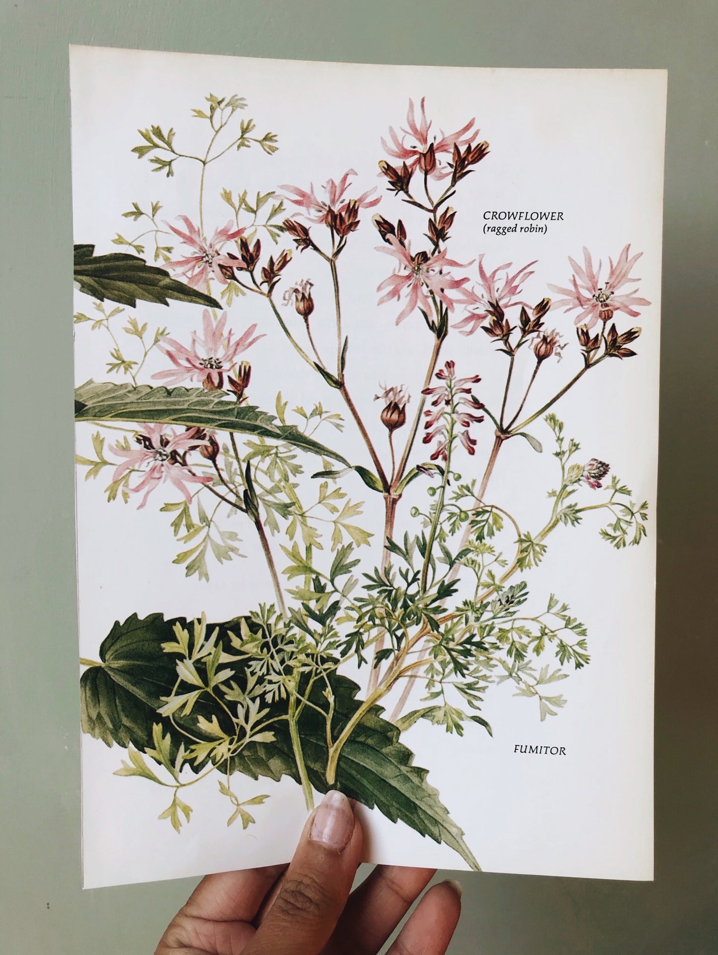 Vintage 1960’s Ragged Robin Bookplate - Stone & Sage