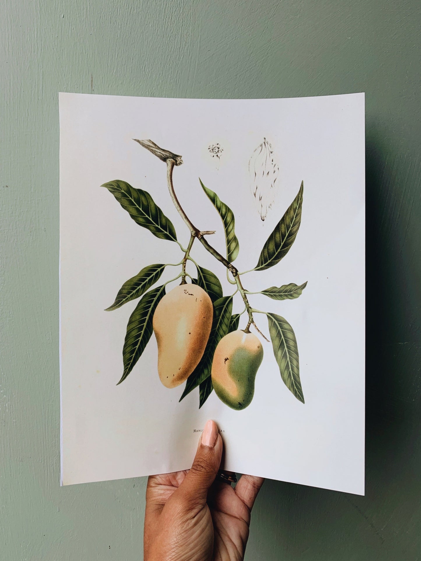 Vintage Style Botanic Print