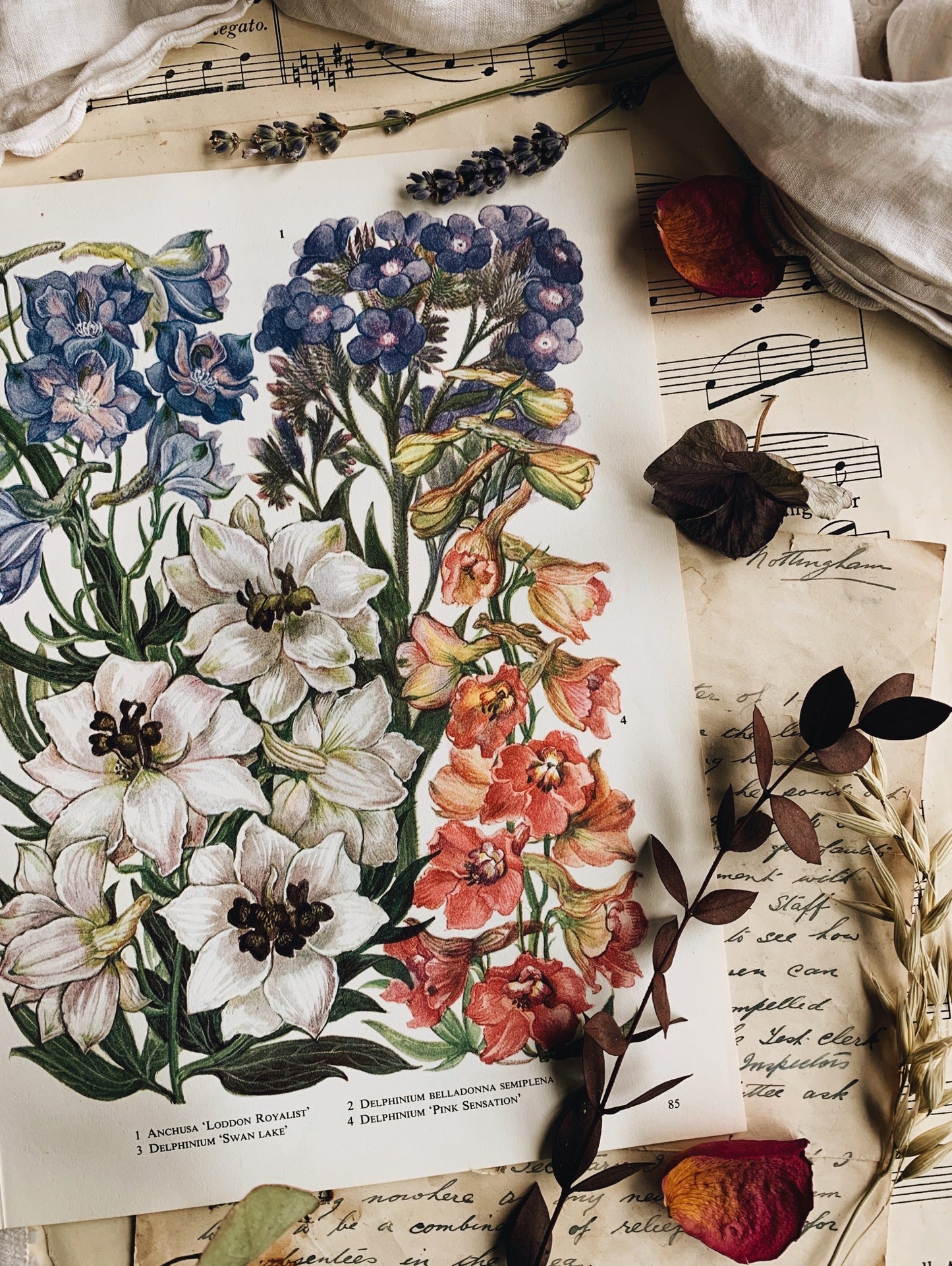Vintage 1960’s Floral Bookplate ~ delphinium