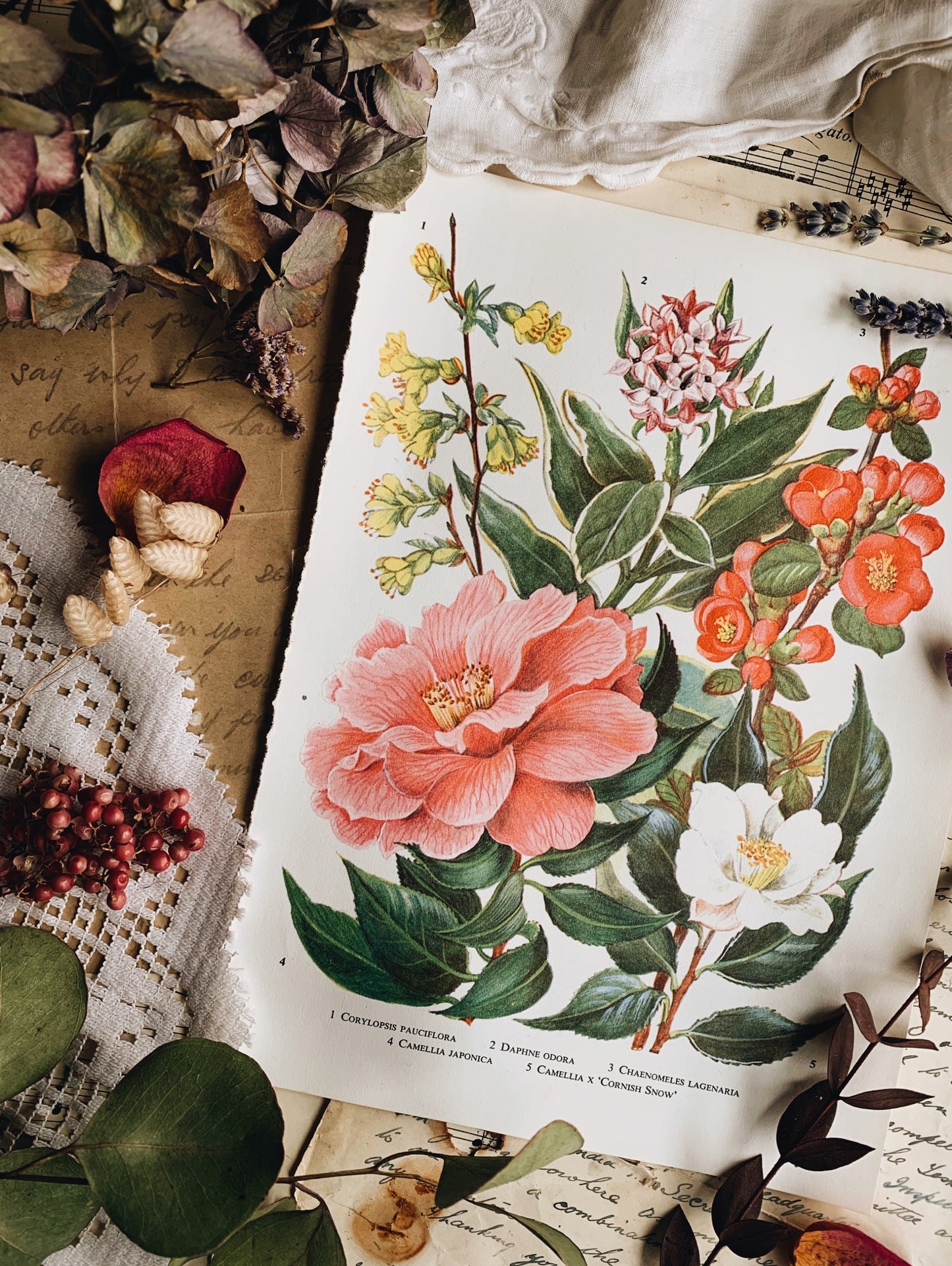 Vintage 1960’s Floral Bookplate ~ camellia