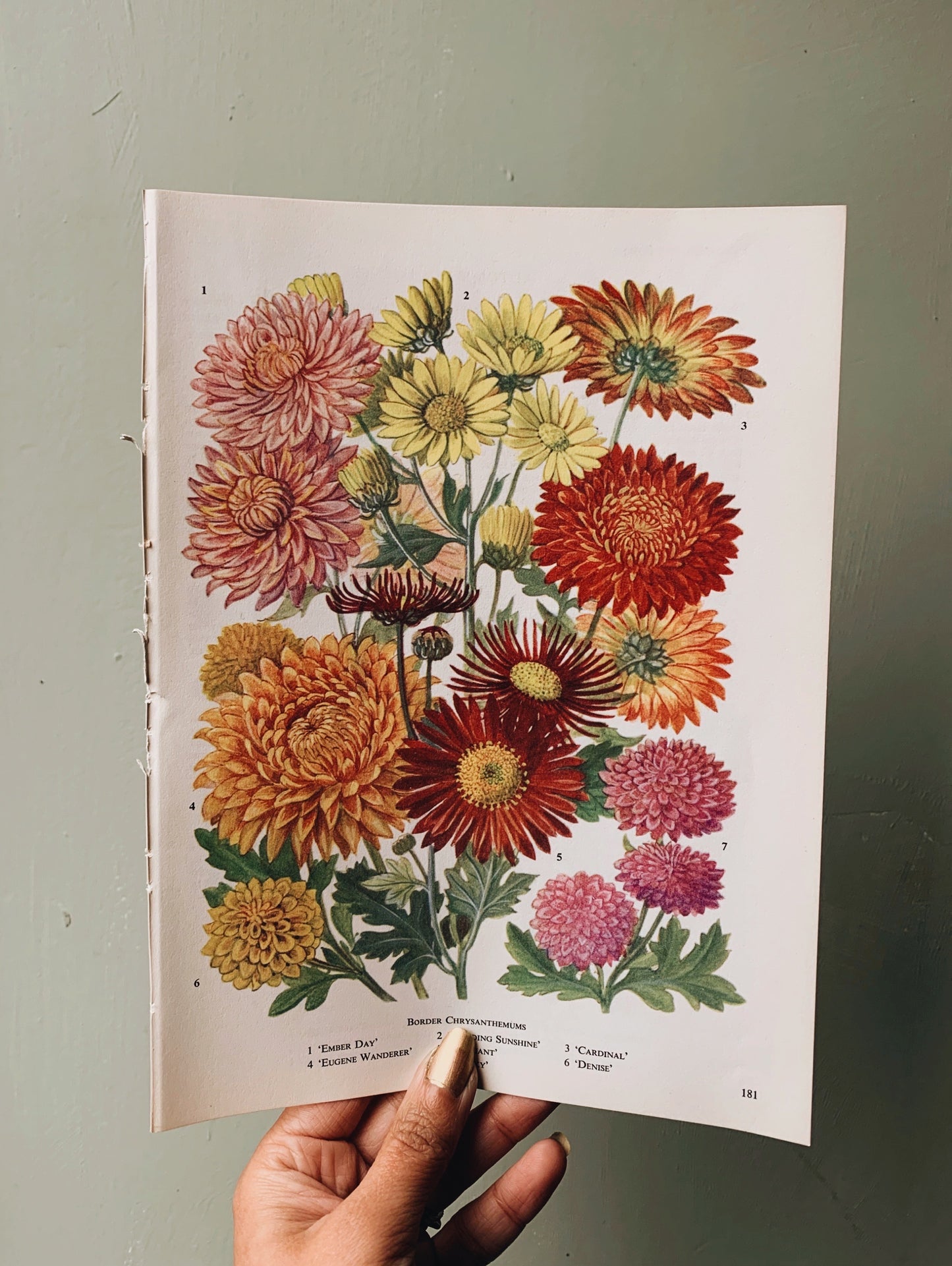 Vintage 1960’s Chrysanthemum Bookplate