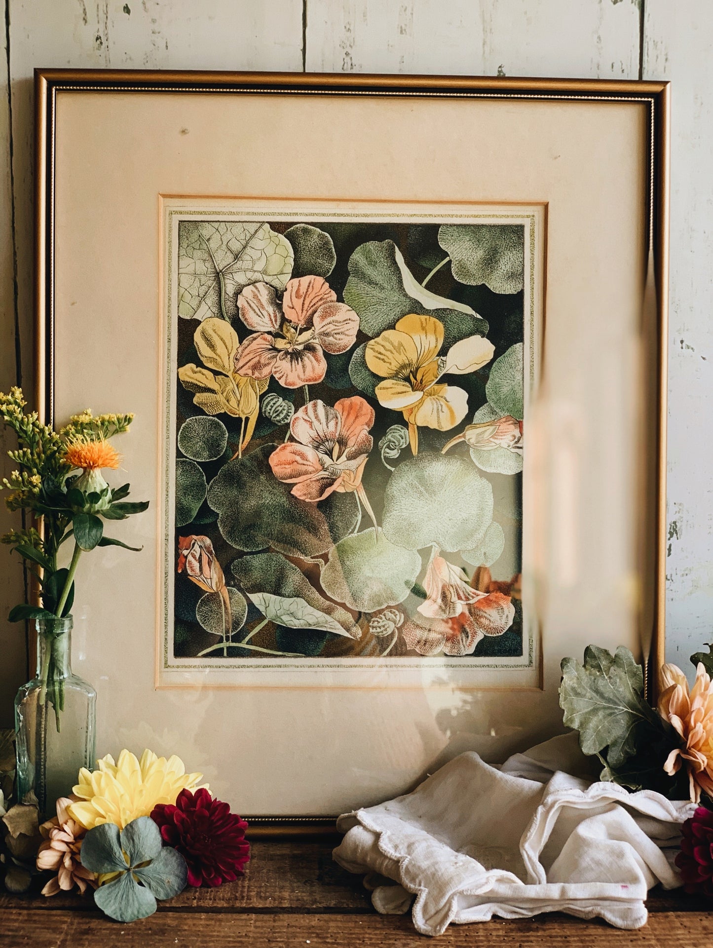 Vintage Botanica Print Framed ~ nasturtium by G.E Crook (UK SHIPPING ONLY)