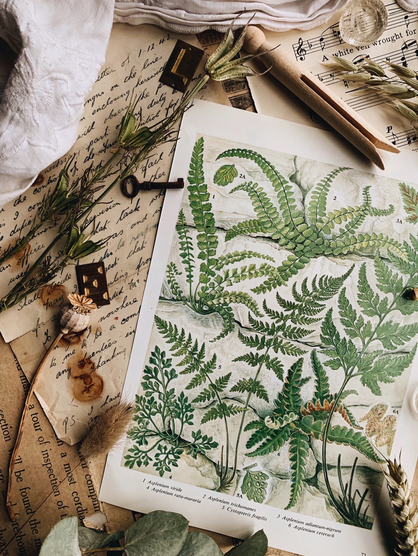 Vintage 1960’s Walled Ferns Bookplate