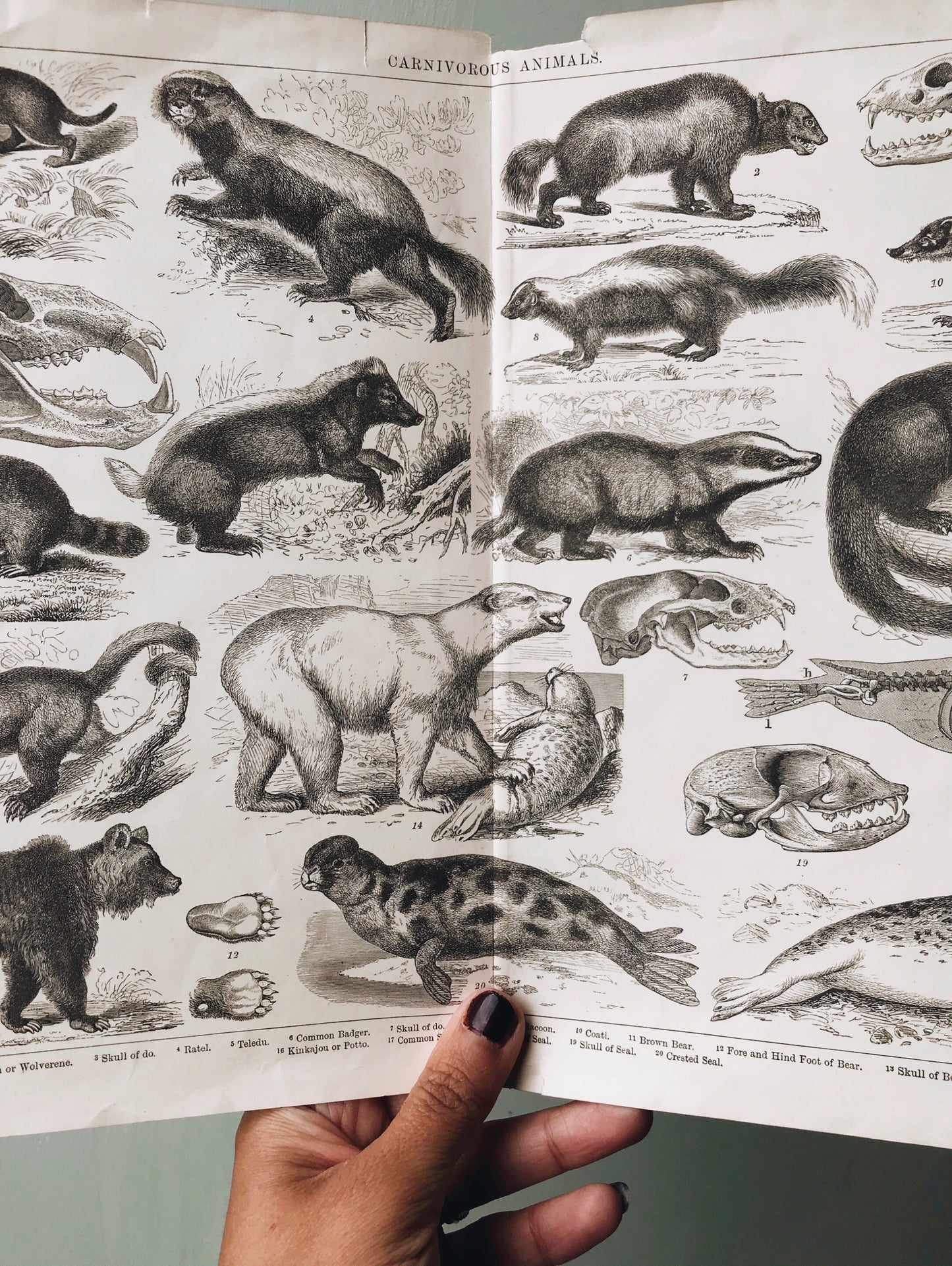 Extra Large Antique Carnivores Animals Bookplate