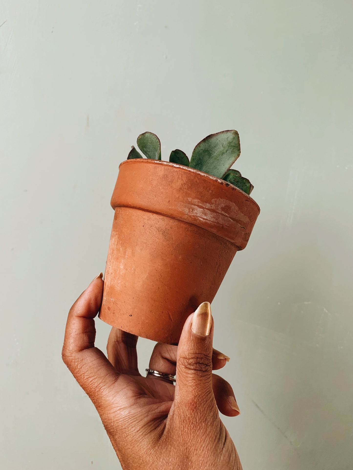 Vintage Terracotta Planter & Succulent