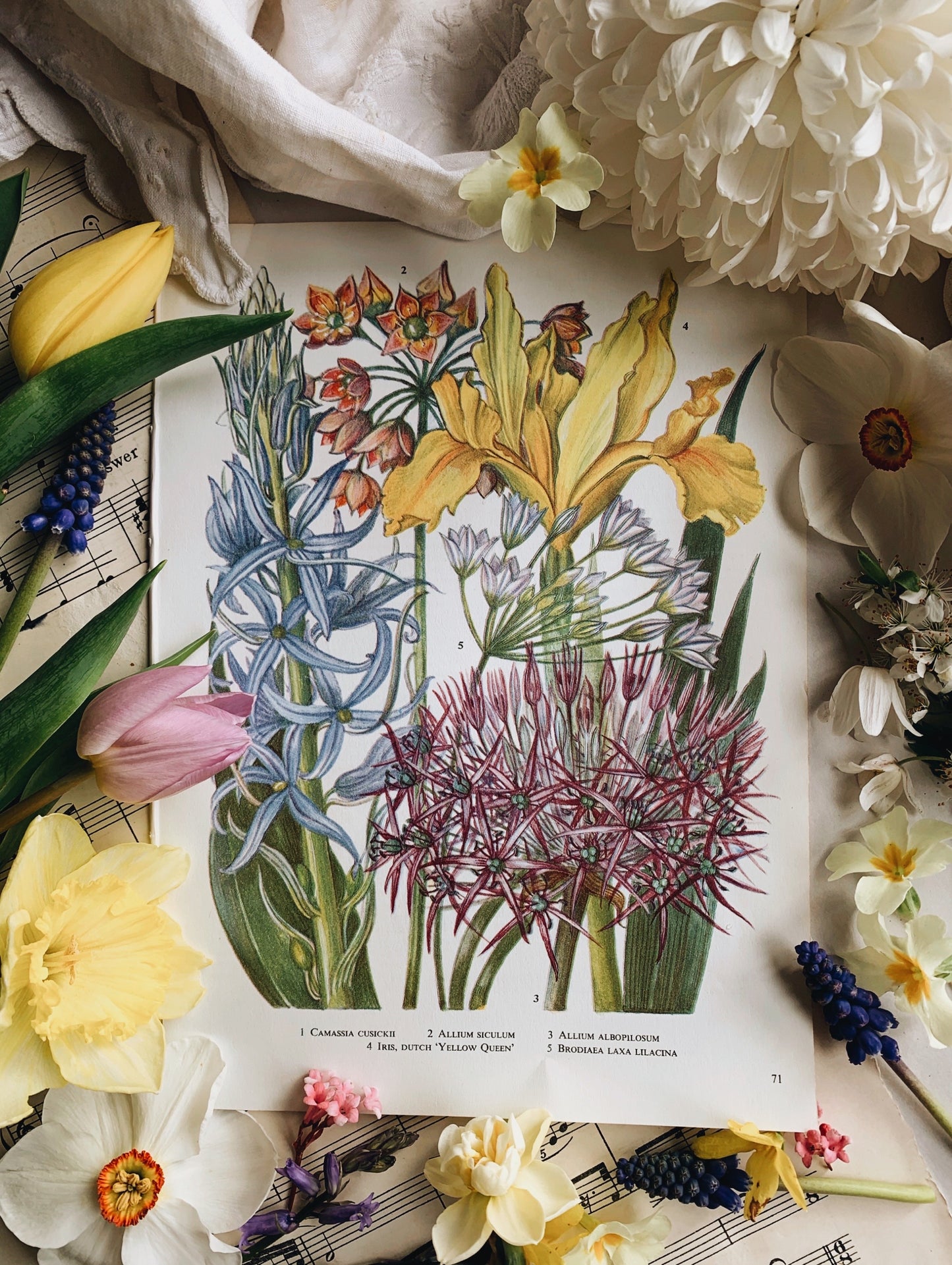 Vintage Floral 1960’s Floral Bookplate ~ camassia