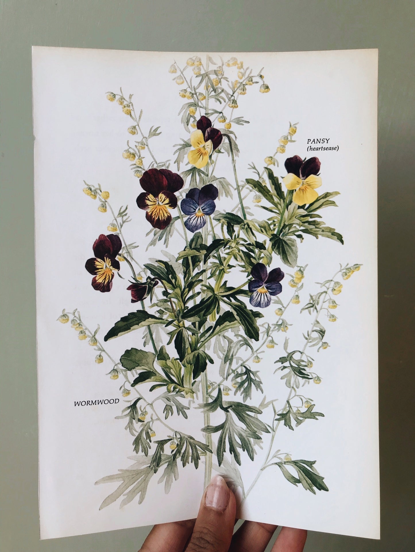 Vintage 1960’s Sweet Pansy Bookplate - Stone & Sage
