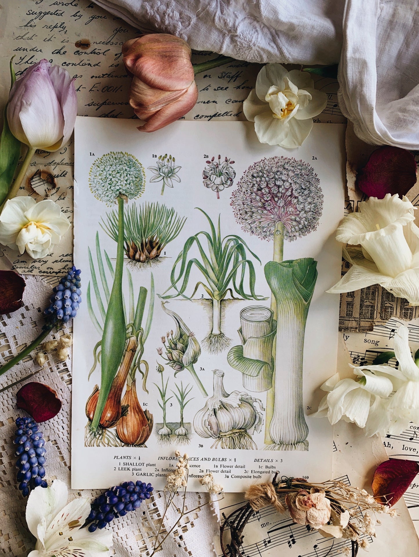 Vintage 1960’s Garden Vegetable Bookplate ~ leeks & garlic