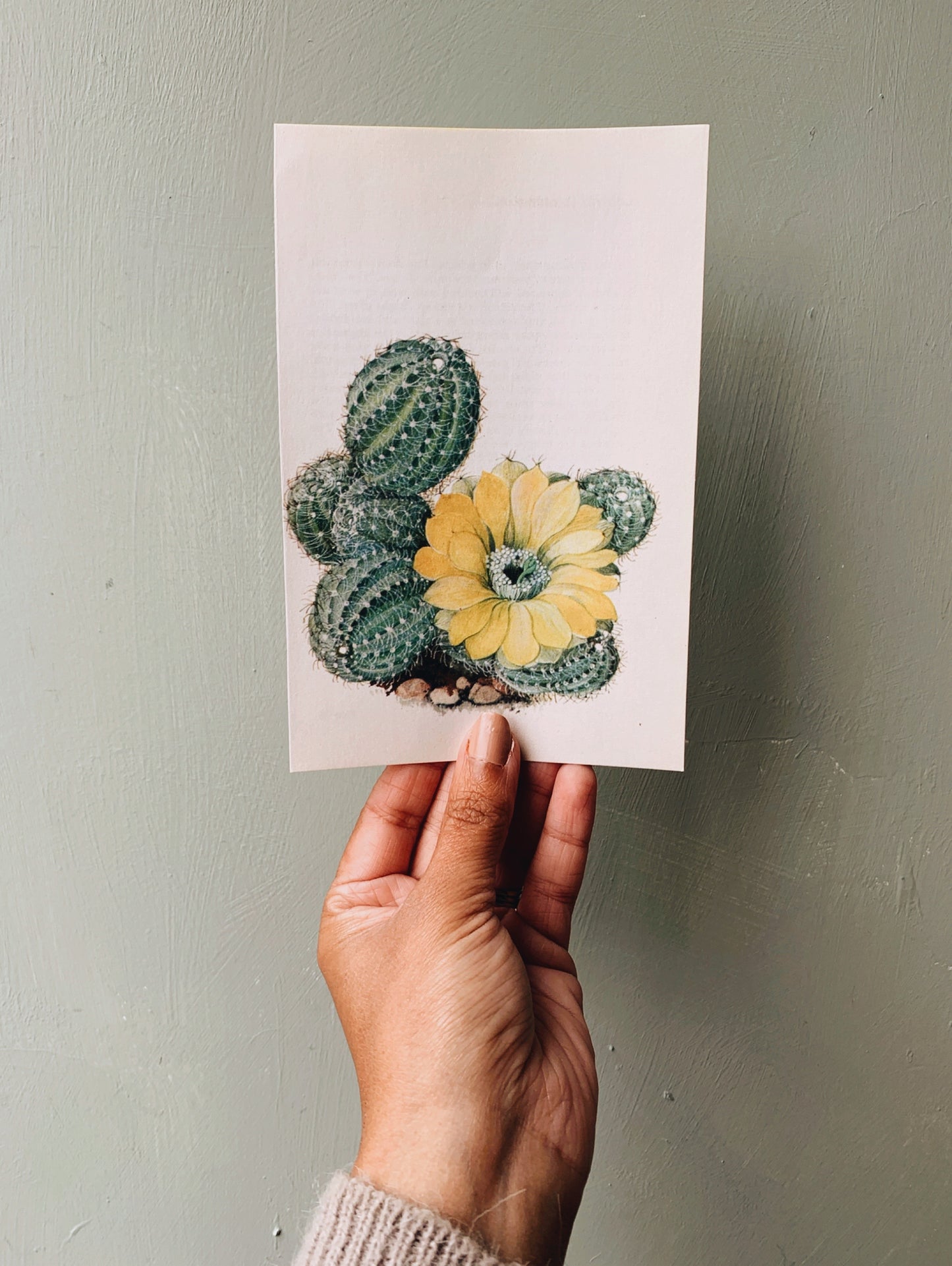 Vintage 1970’s Cactus Bookplate Print