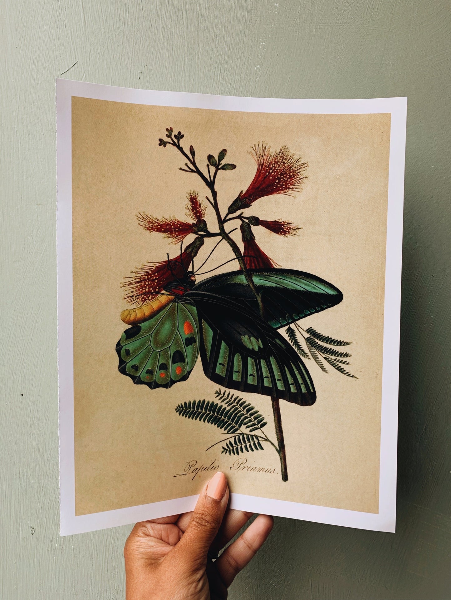 Vintage Style Butterfly Print