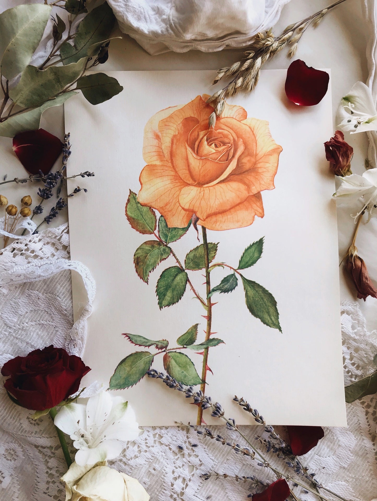 Vintage 1960’s Rose Botanical Print 1