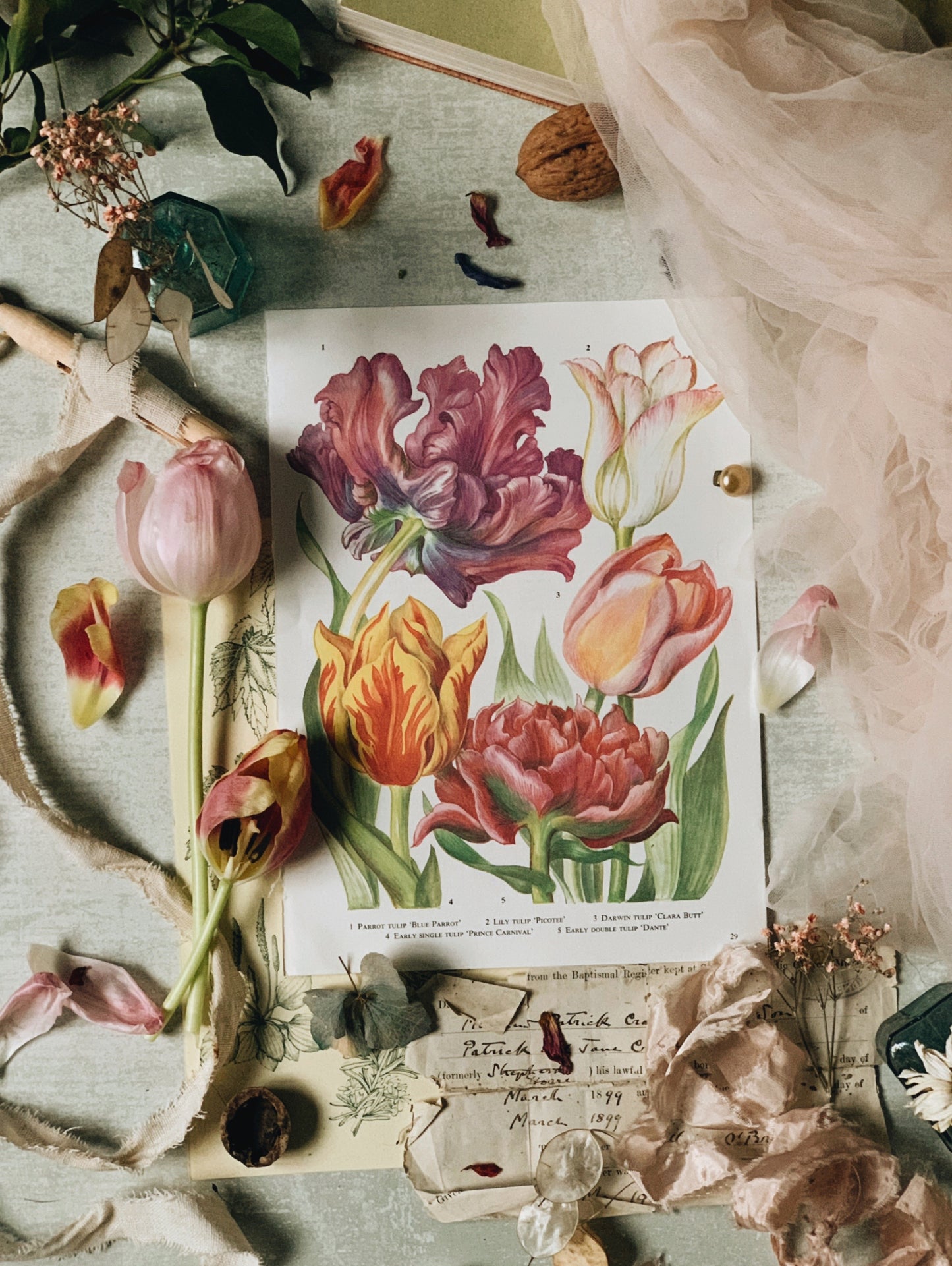 Vintage 1960’s Tulip Bookplate