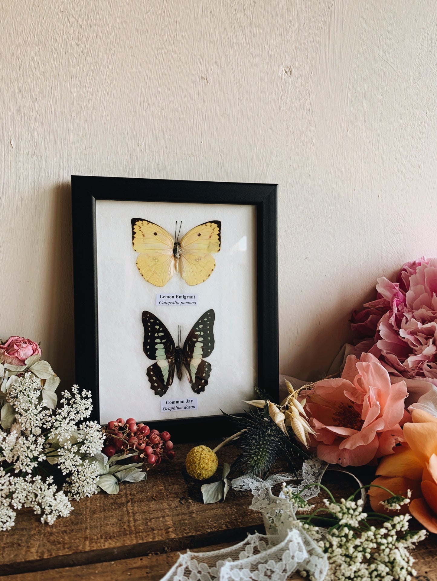 Two Taxidermy Butterflies ( Lemon & Jay)