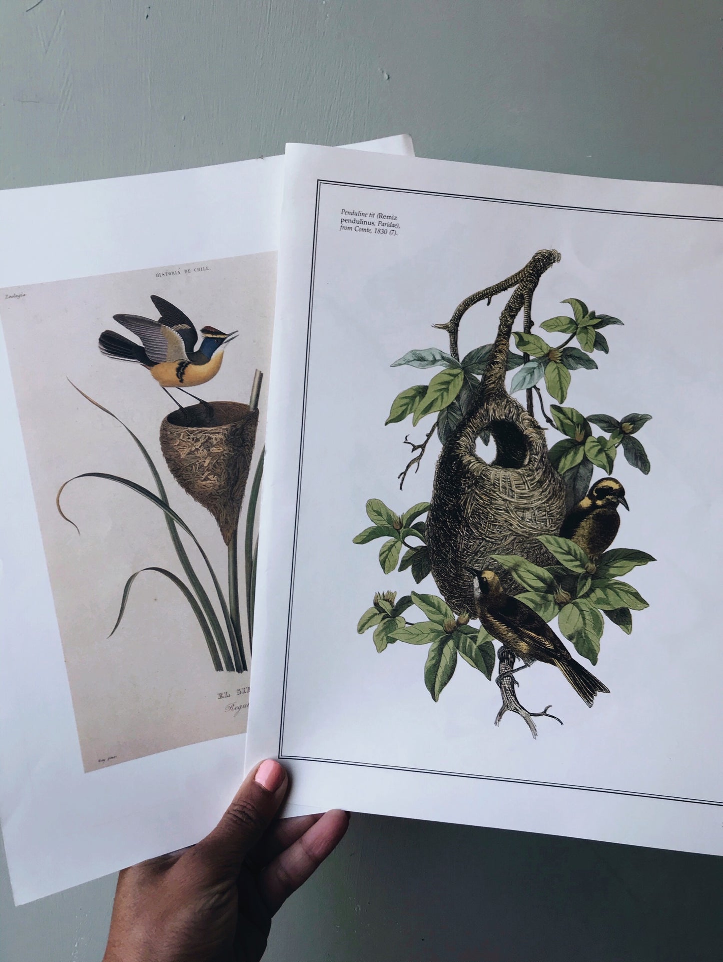 Antique Birds Duo illustrative Bookplates