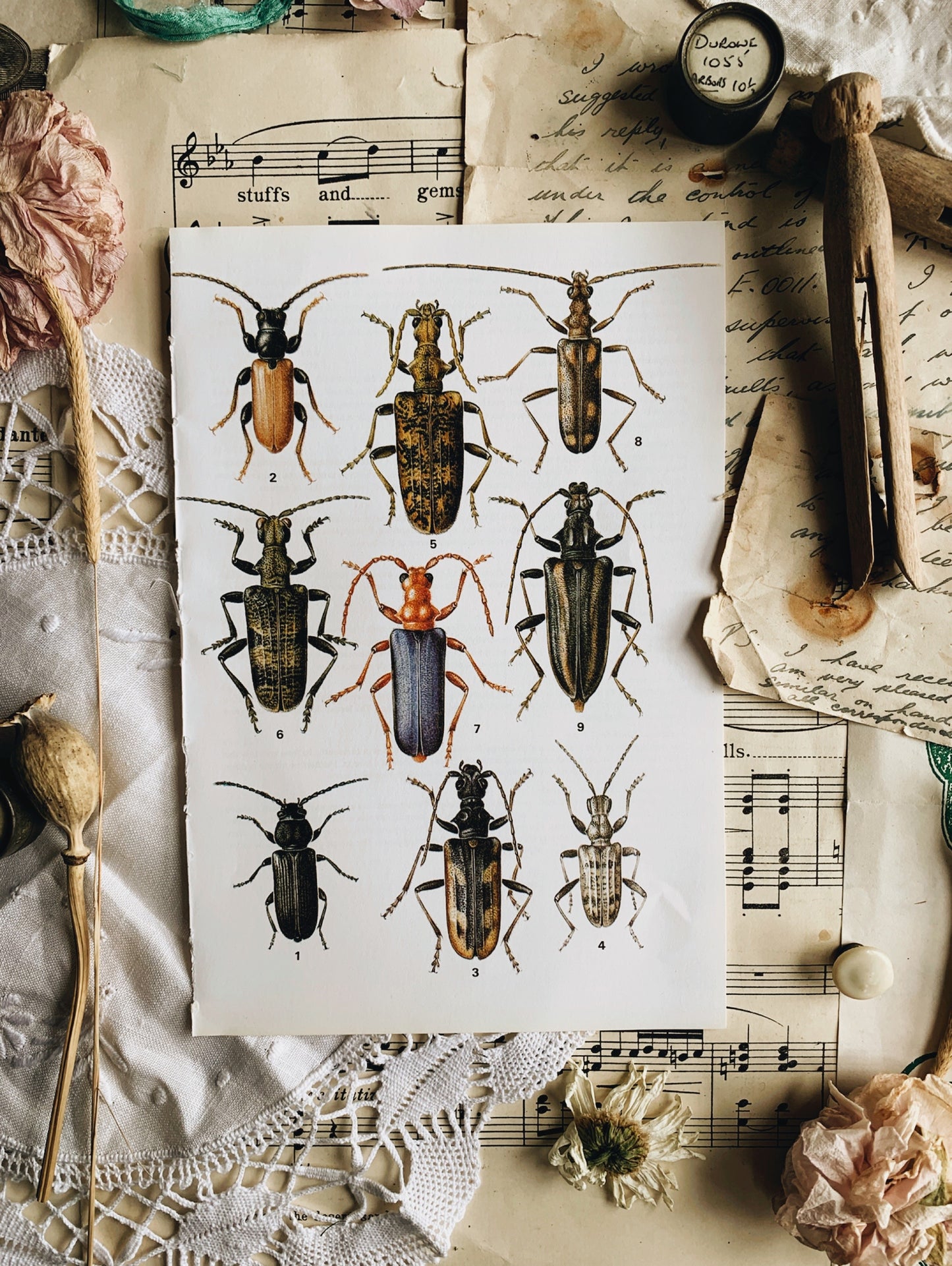 Six 1970’s Insect / Bug or Beetle Bookplates