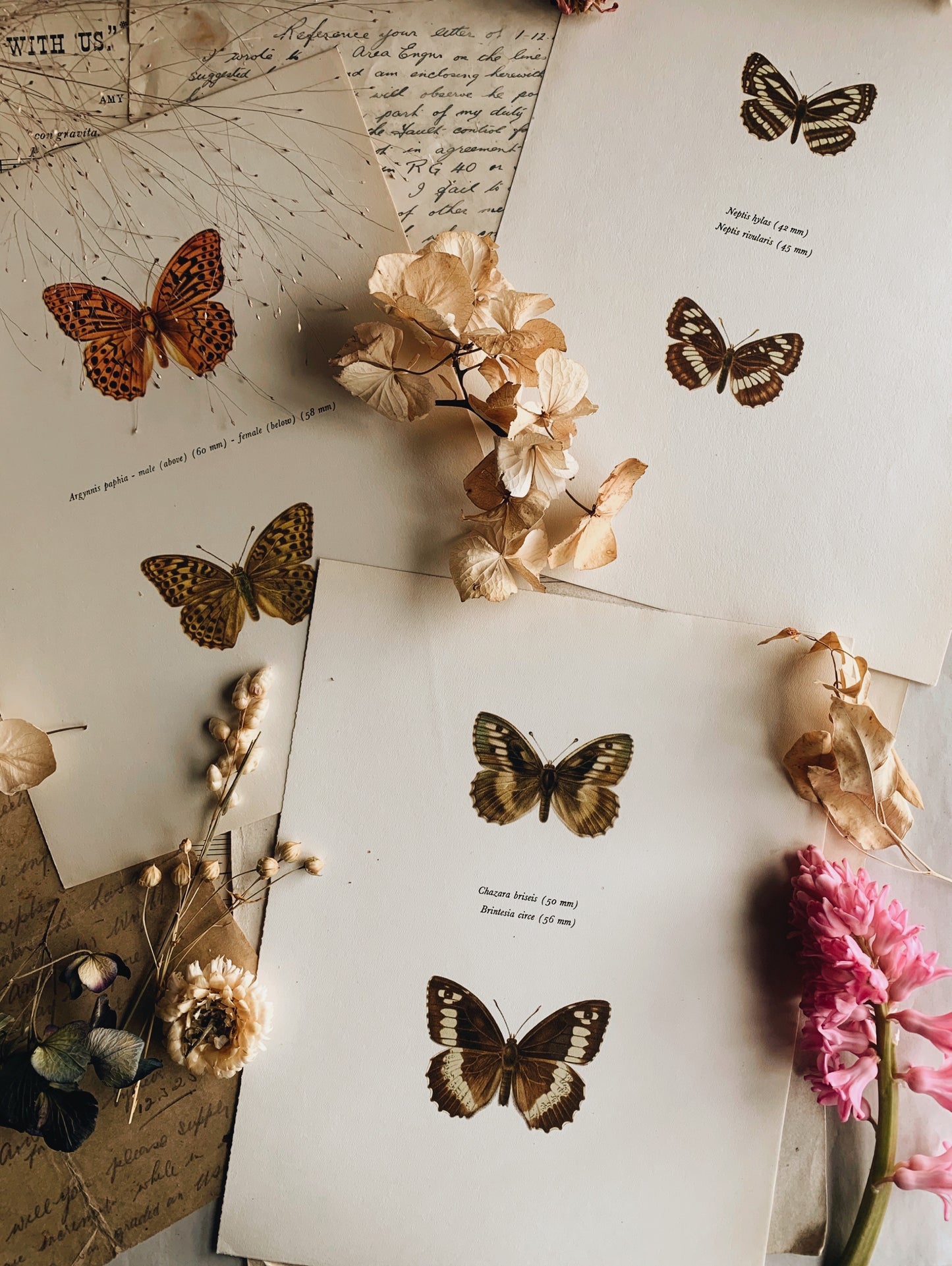 Bespoke Order for Susannah ~ three lithograph butterfly prints