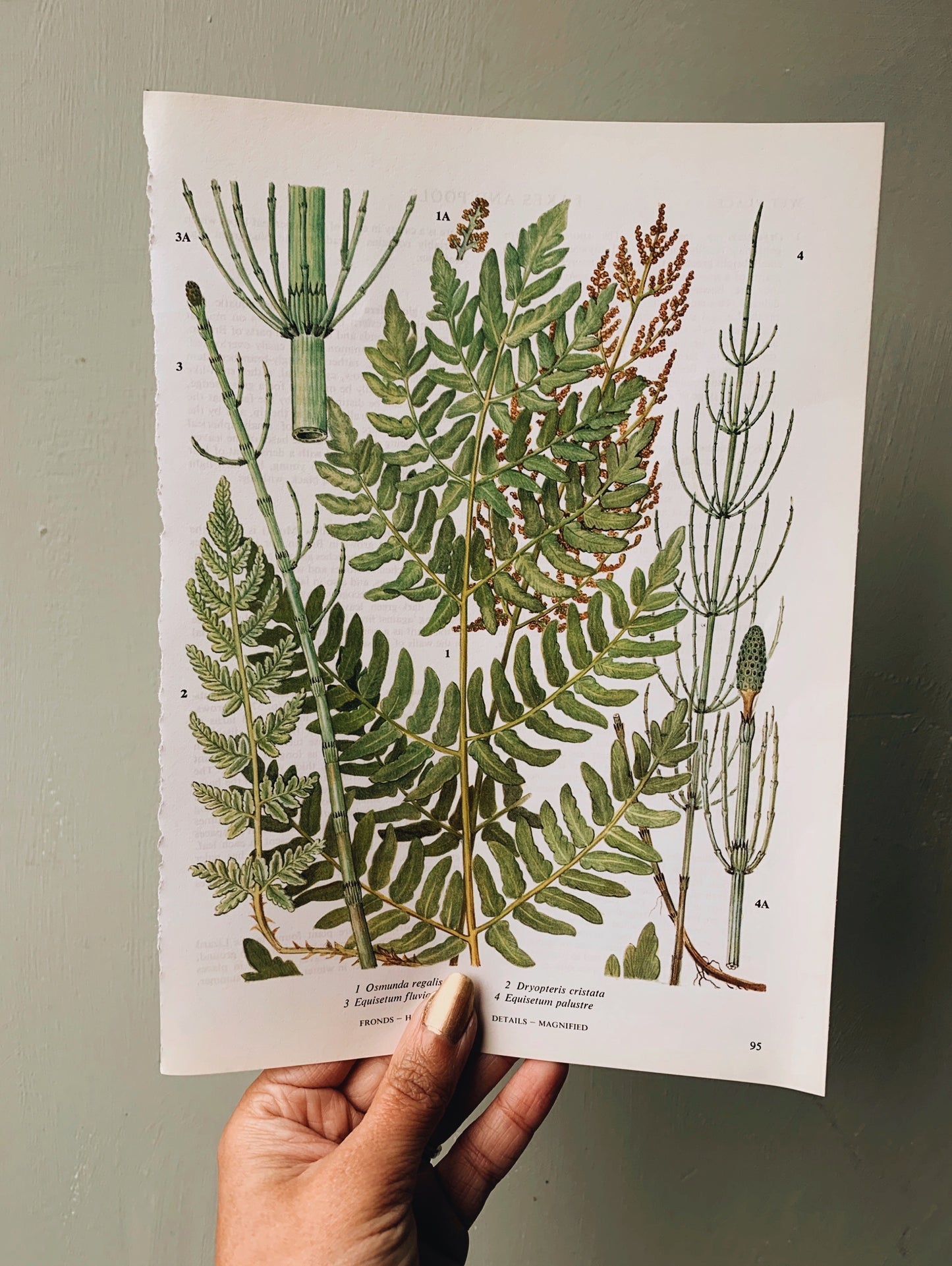 Vintage 1960’s Fern Species Bookplate