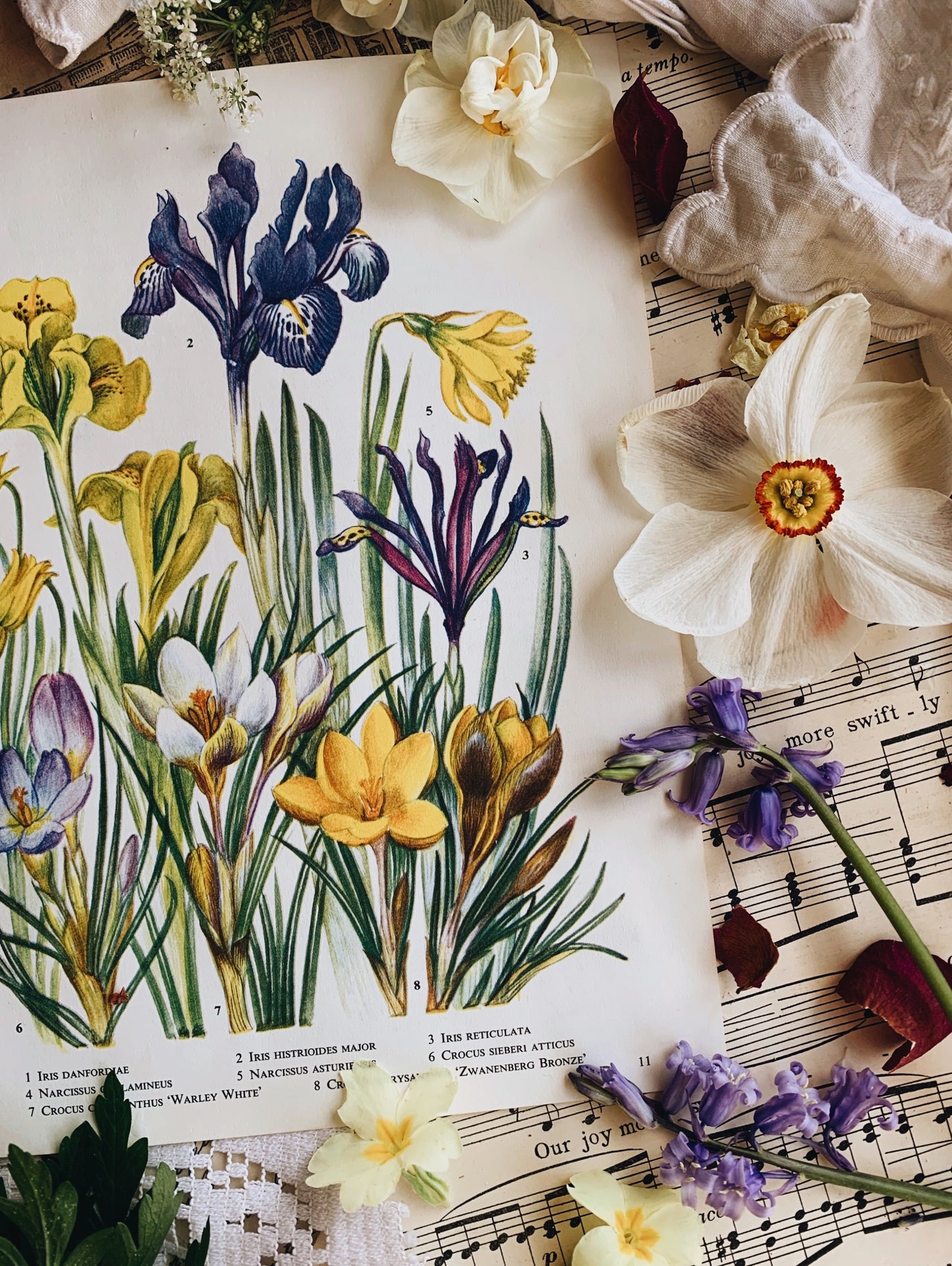 Vintage 1960’s Iris Bookplate