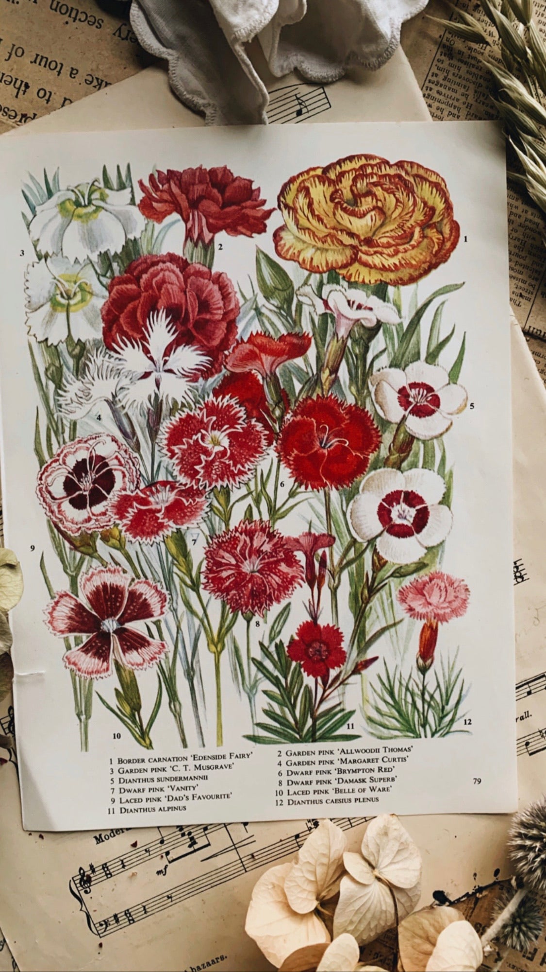 Vintage 1960’s Floral Bookplate ~ Carnation