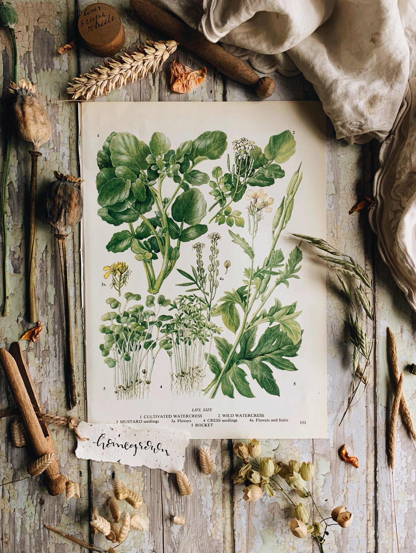 Ten Vintage 1960’s Veggie Bookplates ~ bespoke order