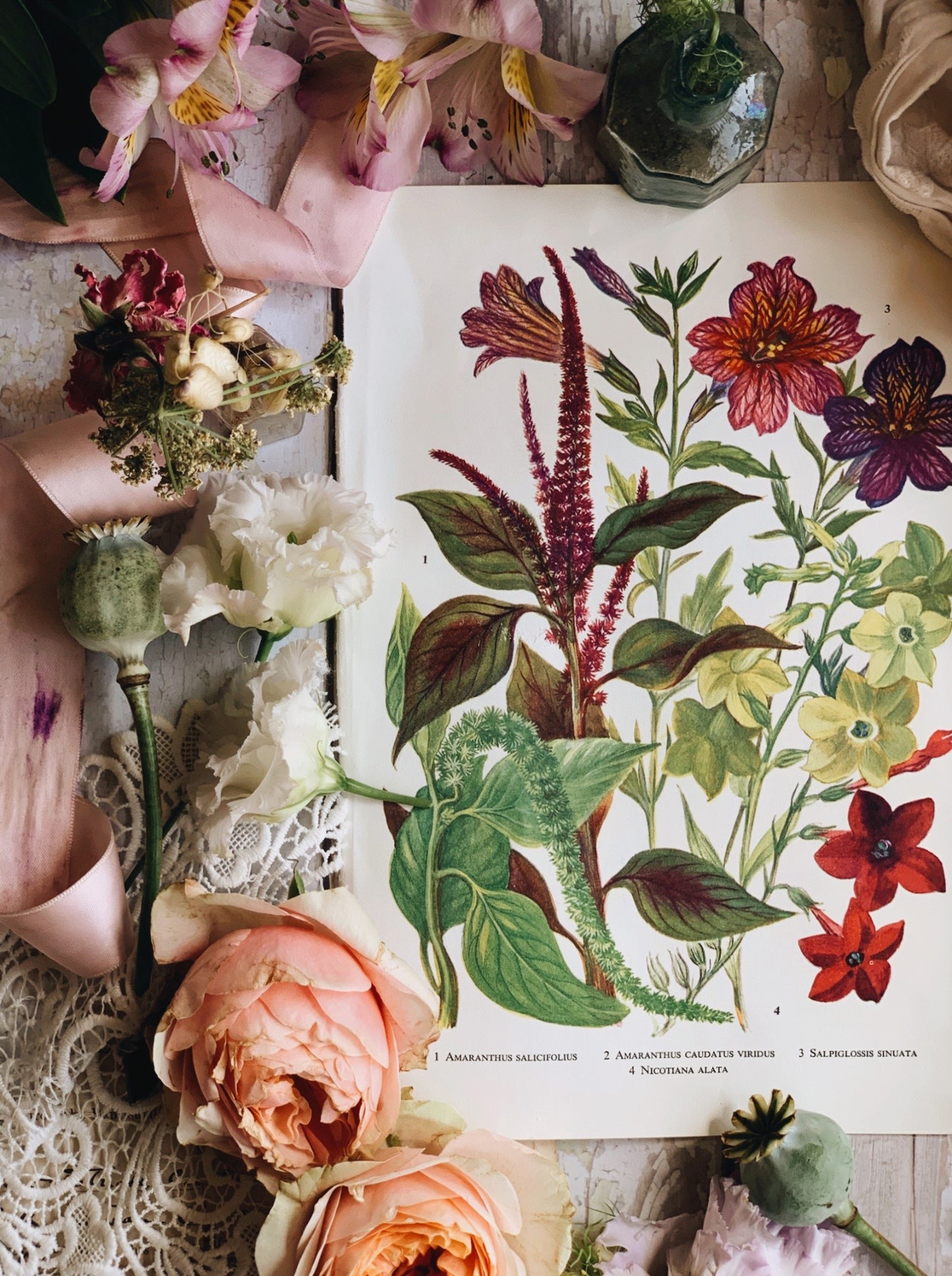 Vintage 1960’s Garden Flower Bookplate ~ amaranthus