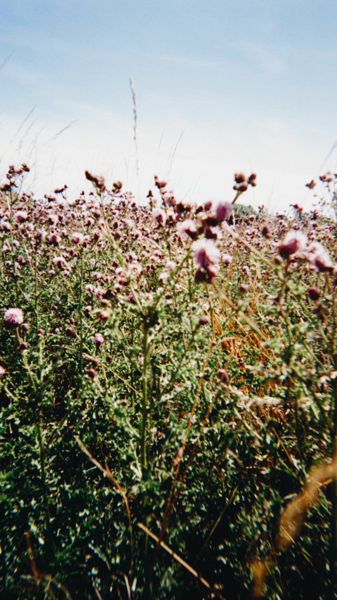 Film Photography 35mm