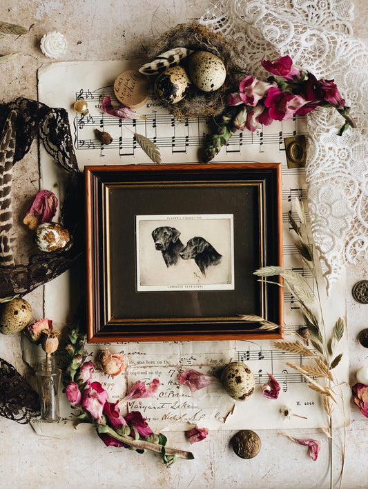 Vintage Labrador’s Print (card) Framed