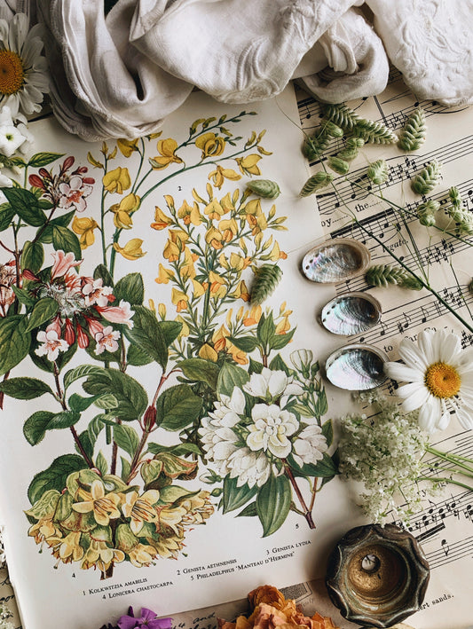 Two Vintage 1960’s Floral Bookplates