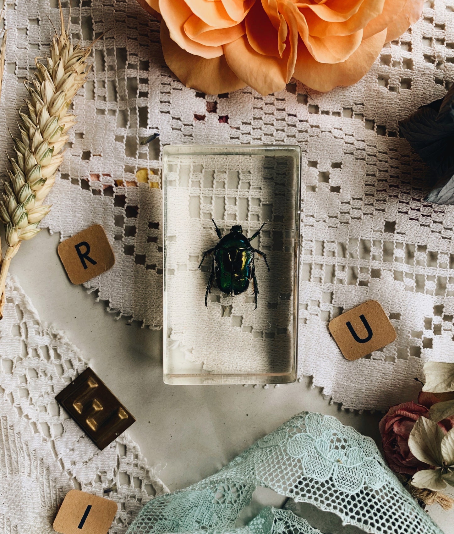 Vintage Taxidermy Insect / Bug / Beetle in Resin