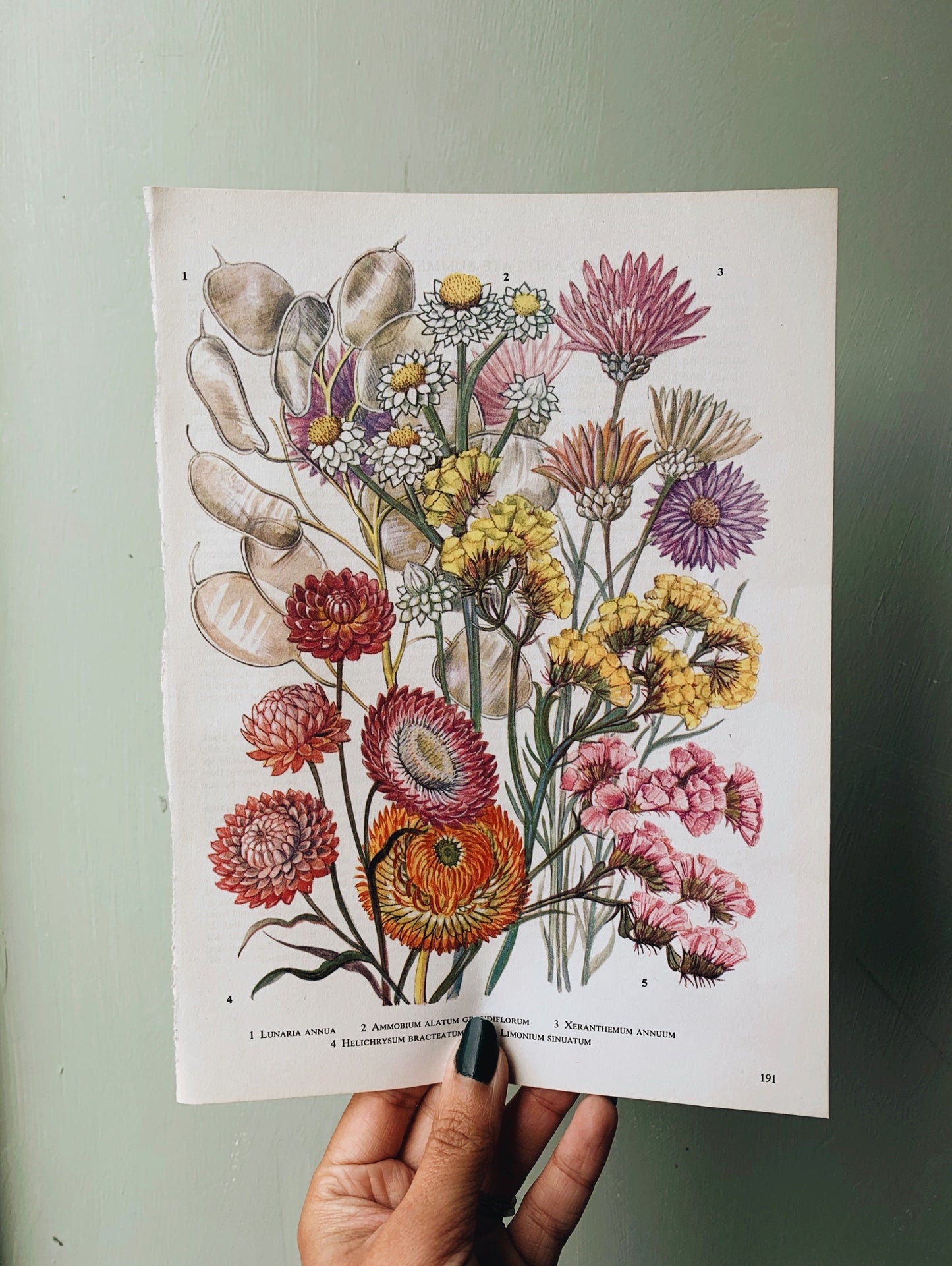 Vintage 1960’s Floral Bookplate ~ Lunaria annua, honesty flower