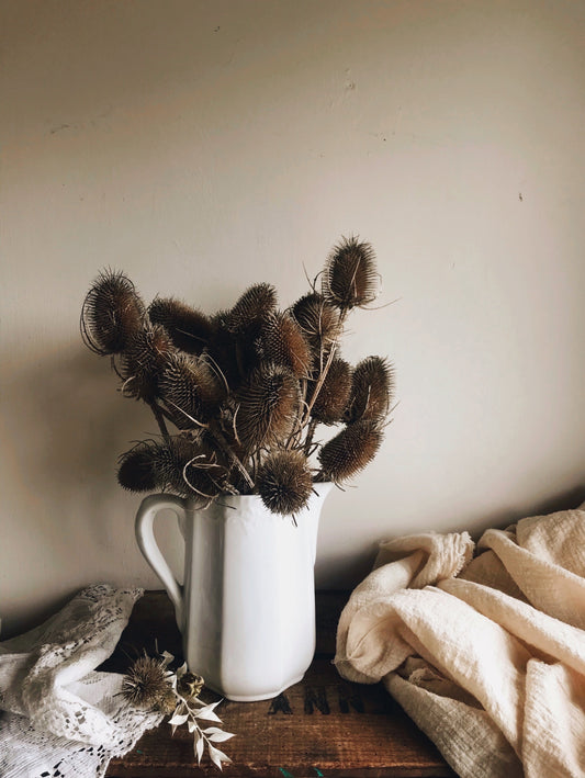 Dried Teasels Heads