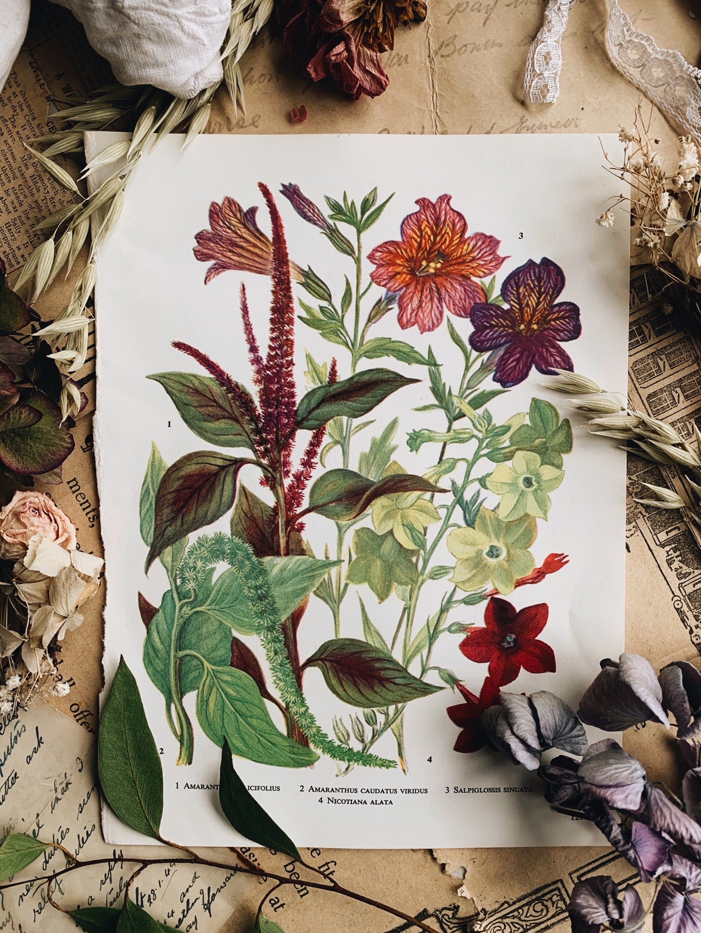 Vintage 1960’s Floral Garden Bookplate ~ Amaranthus