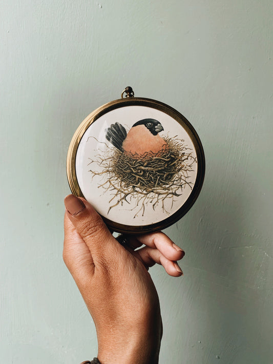 Vintage Bird Print Framed