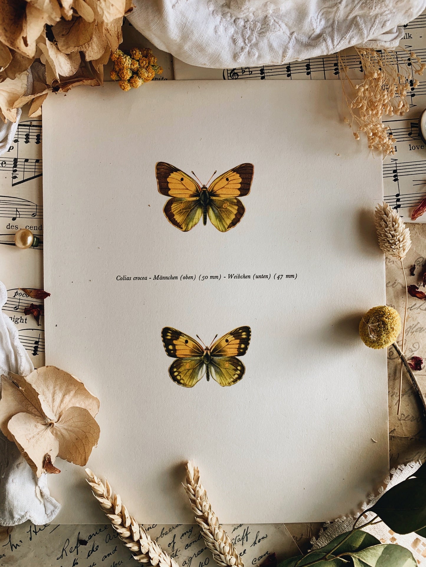Vintage 1965 Lithograph Butterfly Print
