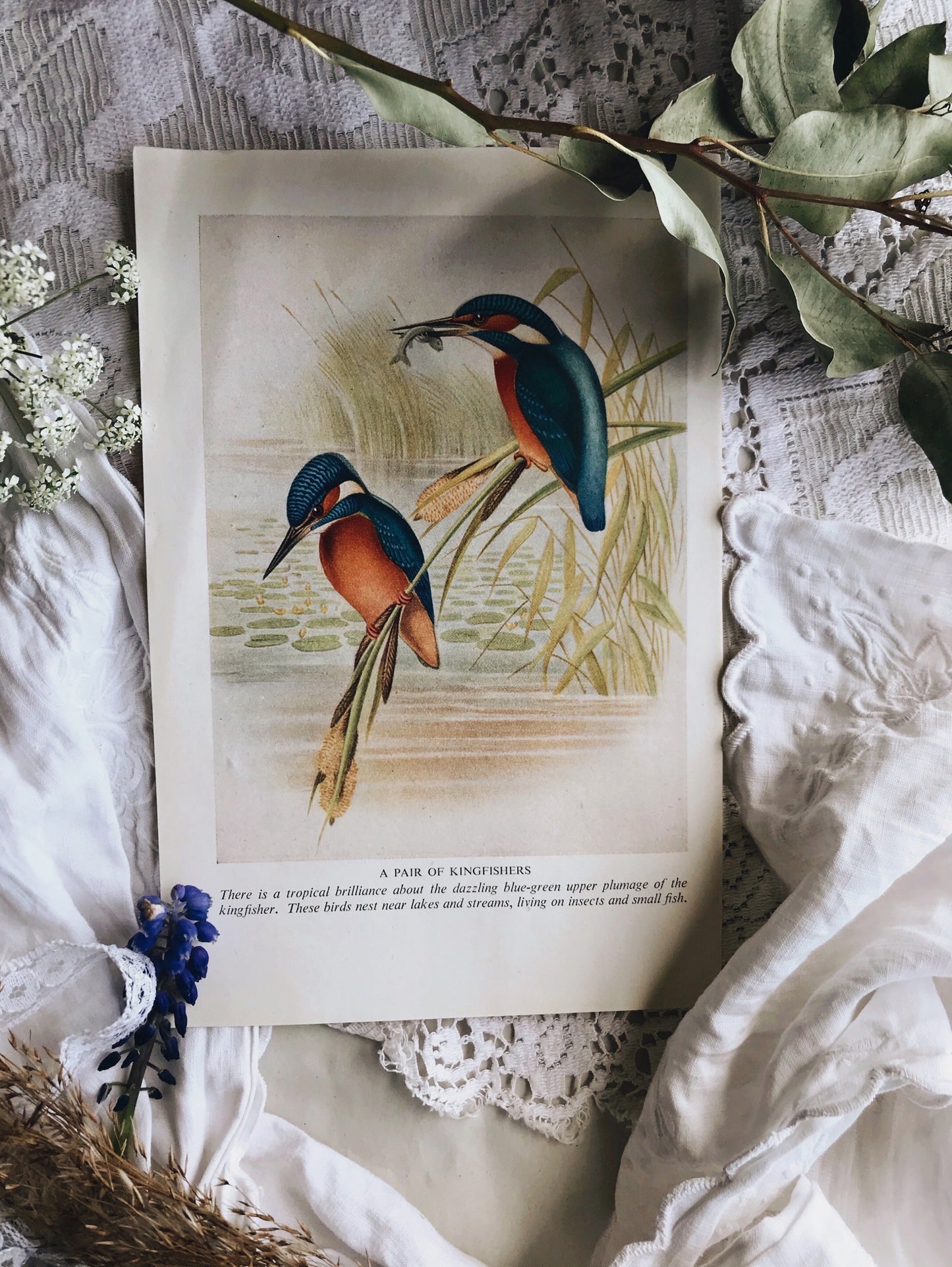 Vintage Kingfisher Bookplate - Stone & Sage 