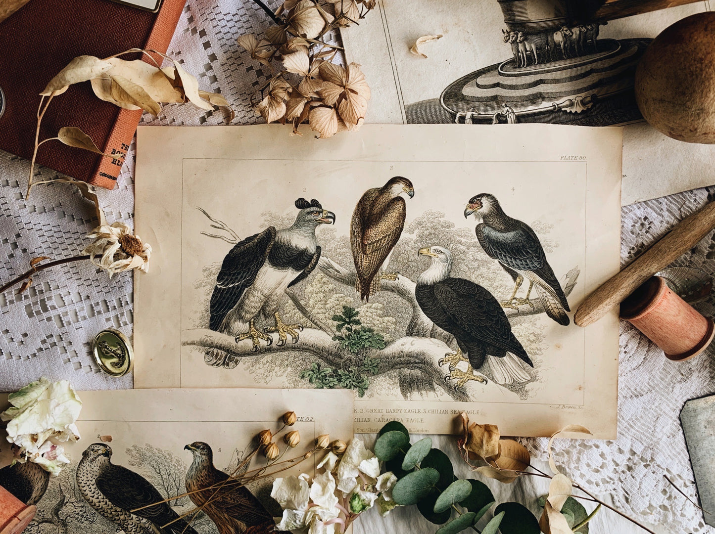 Antique Eagle Birds Print Bookplate