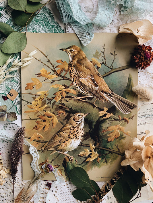 Vintage 1960’s Bird Print 2