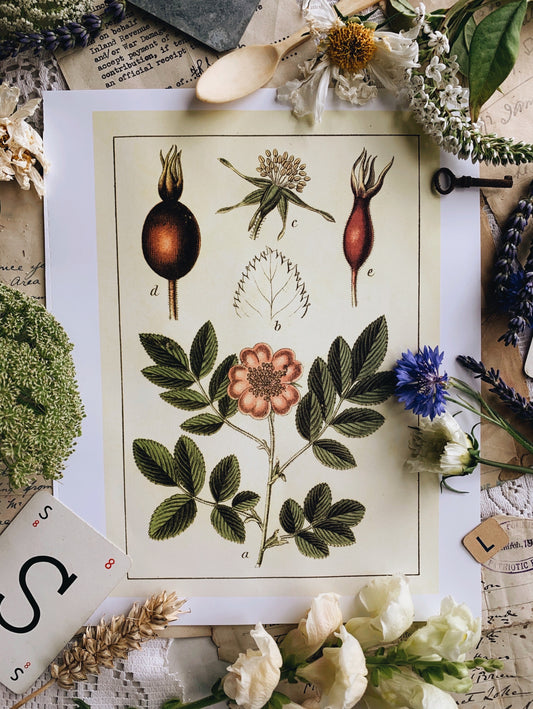 Vintage Style Botanic Print