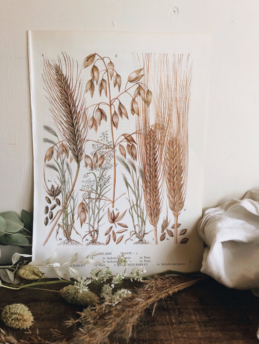 Vintage 1960’s Dried Plants Bookplate