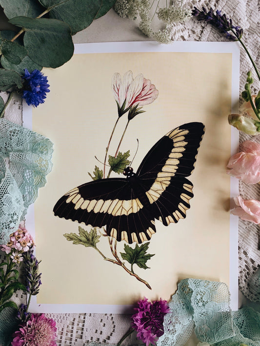 Vintage Style Butterfly Print