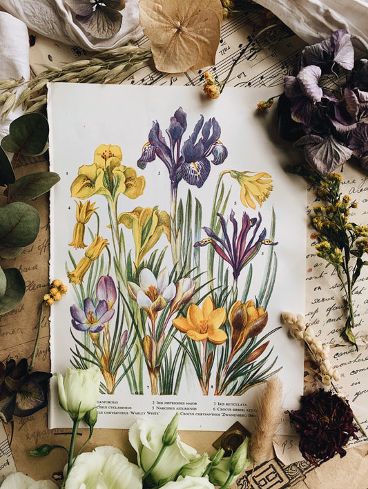 Vintage 1960’s Floral Bookplate ~ Iris
