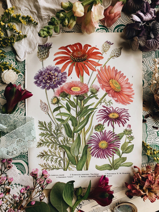 Vintage 1960’s Floral Bookplate ~ Echinacea